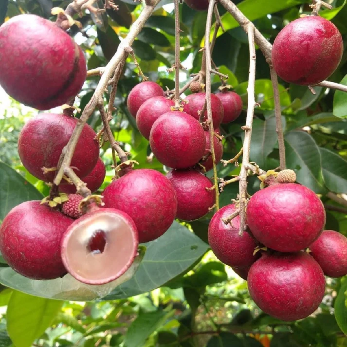 Ruby Longan (Dimocarpus longan) Grafted Fruit Plant (Home & Garden Plants)