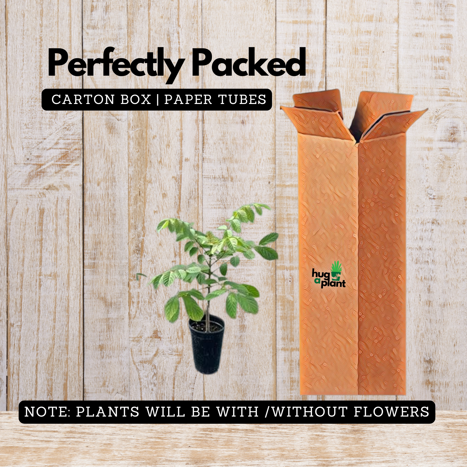 Spathodea |Spathodea campanulata (Avenue Tree)Live Plant (Home & Garden)