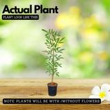 Tabebuia Argentea (Silver Trumpet Tree) Avenue Trees  Live Plant (Home & Garden)