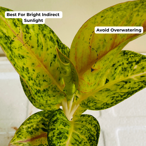 Aglaonema Lemon- Live Plant (Home & Garden)