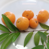 Uvaia Fruit (Eugenia pyriformis) Fruit Plant (Home & Garden Plants)