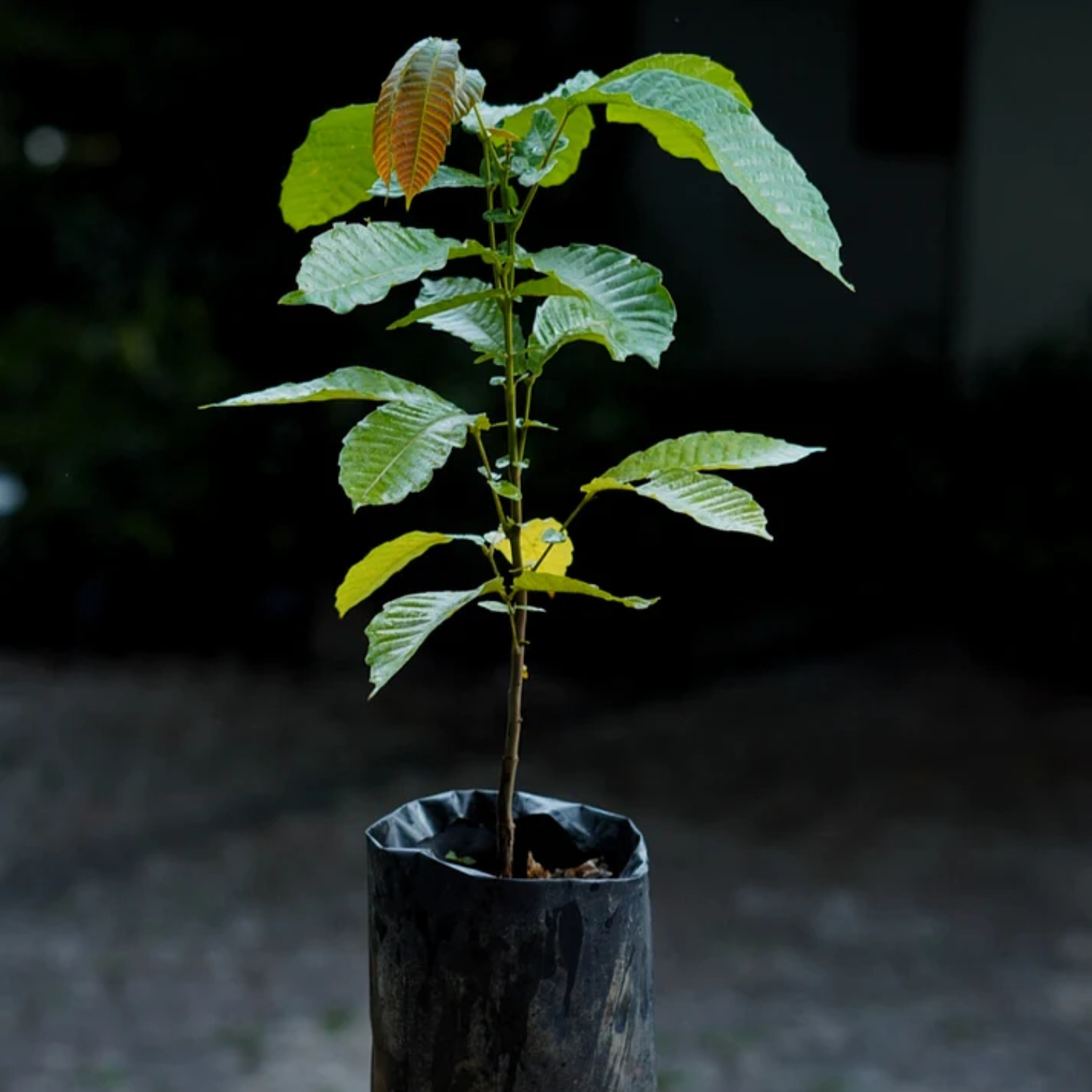 Purple Matoa Fruit (Pometia Pinnata) Seedling Fruit Plant (Home & Garden Plants)