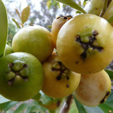 Yellow Strawberry Guava (Psidium Cattleianum) Seedling Fruit Plant (Home & Garden Plants)