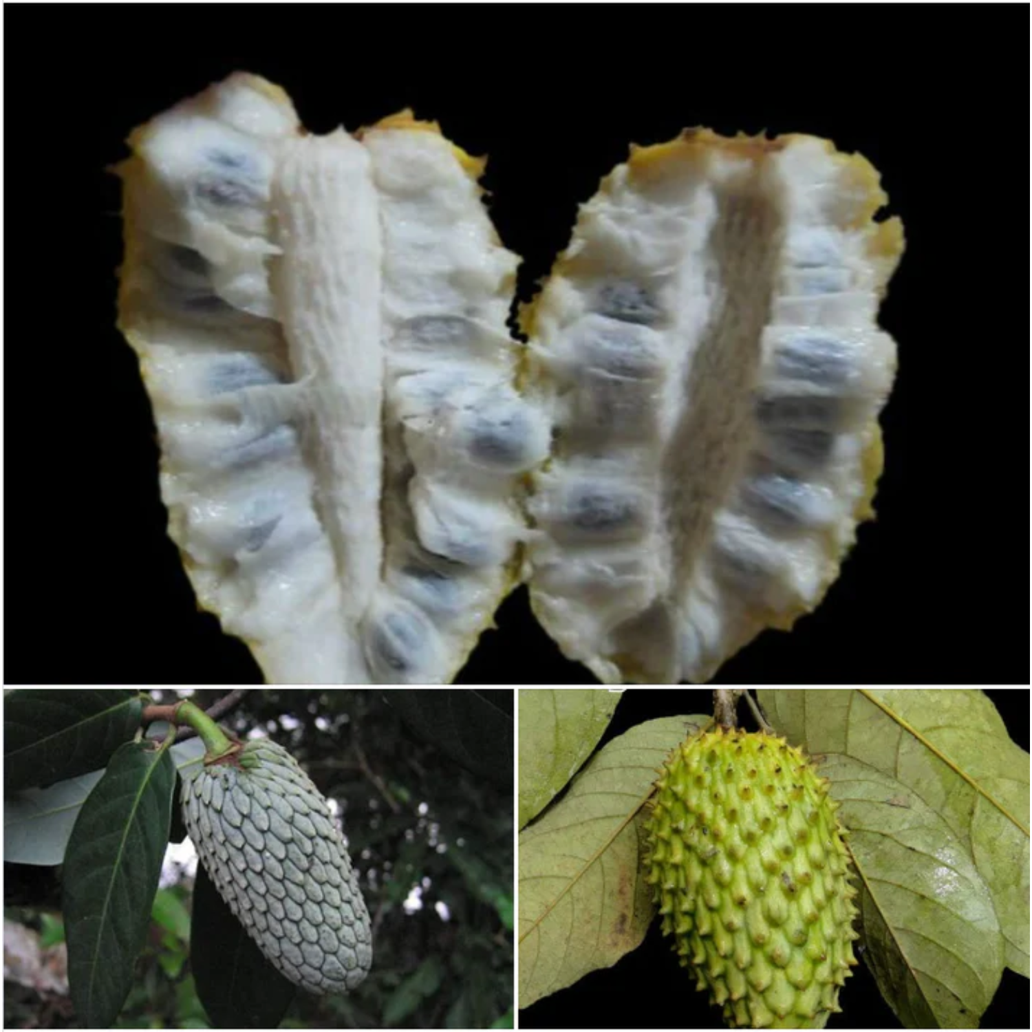 Annonilla (Annona hypoglauca) Seedling Fruit Plant (Home & Garden Plants)