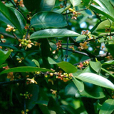 Madan Fruit (Garcinia Schomburgkiana) Fruit Plant (Home & Garden Plants)