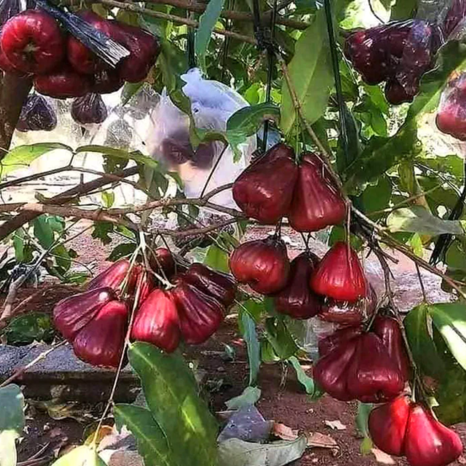 Dalhari Chamba (Syzygium Samarangense) Fruit Plant (Home & Garden Plants)