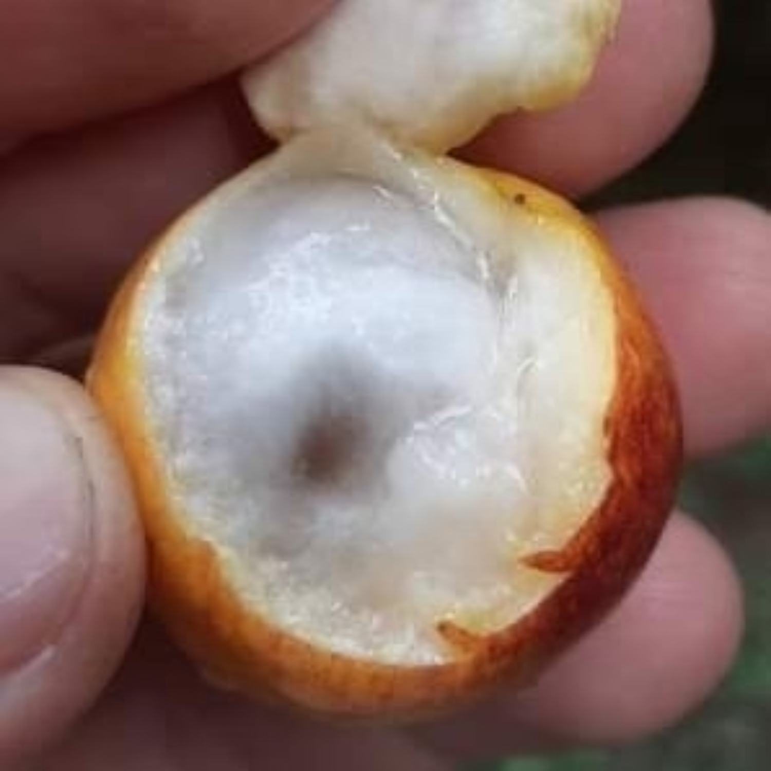 Durland's Pouteria Fruit (Pouteria durlandii) Seedling Fruit Plant (Home & Garden Plants)