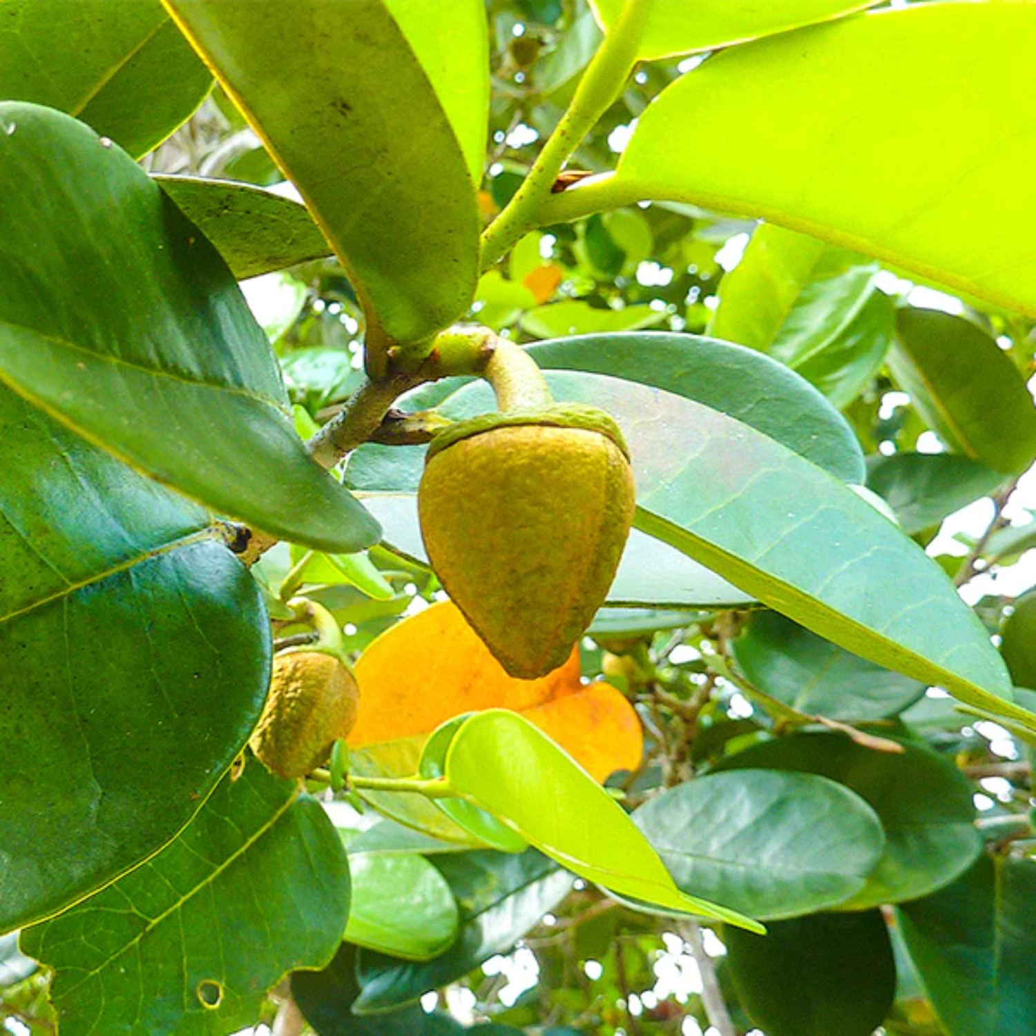 Beach Sugar Apple (Annona Salzmannii) Seedling Fruit Plant (Home & Garden Plants)