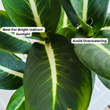 Dieffenbachia Green Magic - Live Plant (Home & Graden)