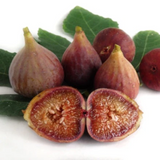 Brown Turkey Fig Live Plant (Ficus carica 'Brown Turkey”) Layered Fruit Plant (Home & Garden Plants)