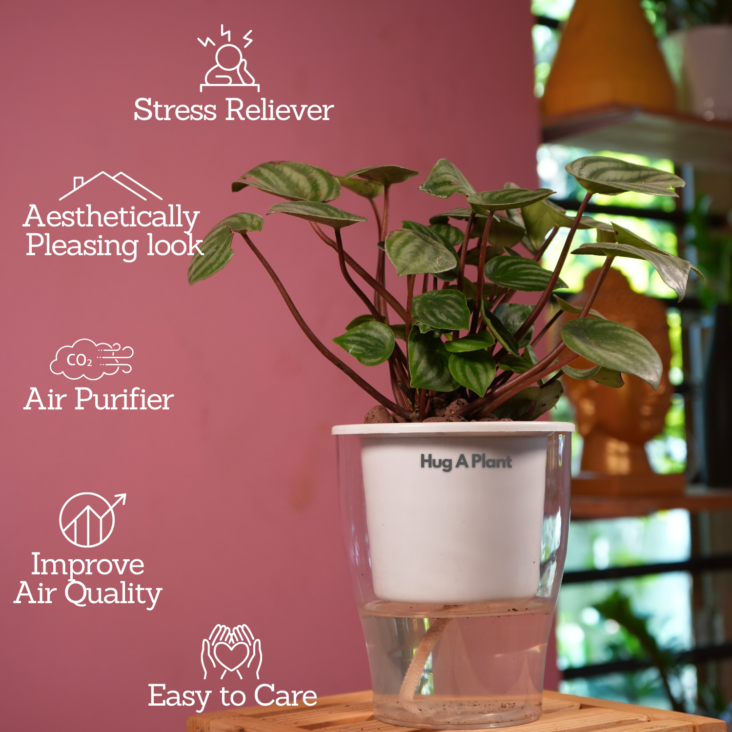 Watermelon Peperomia (Peperomia argyreia) - Live Plant (With 5 Inch Self-Watering Pot & Plant)