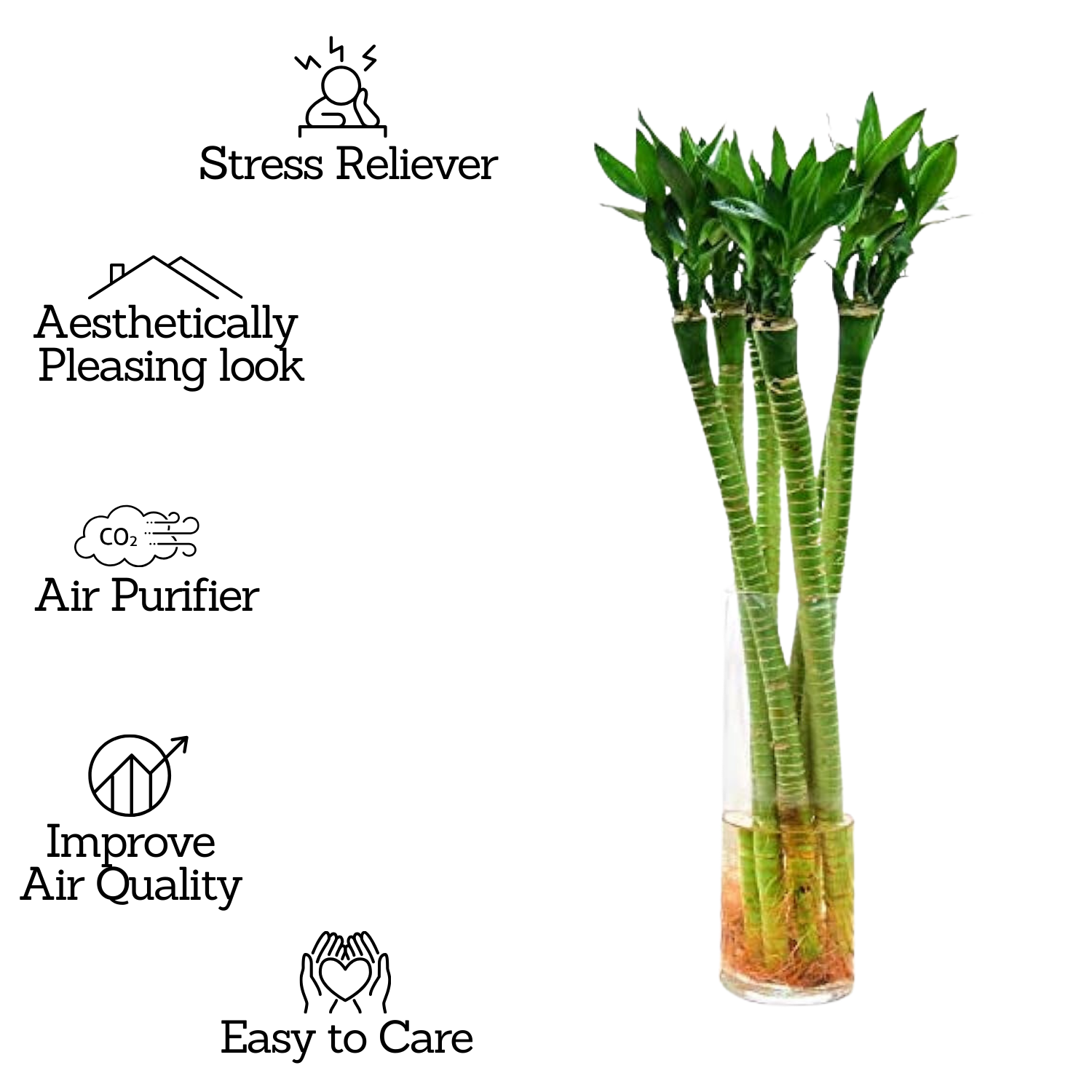 Lotus Bamboo Stick 50cm - Live Plant (Home & Garden)