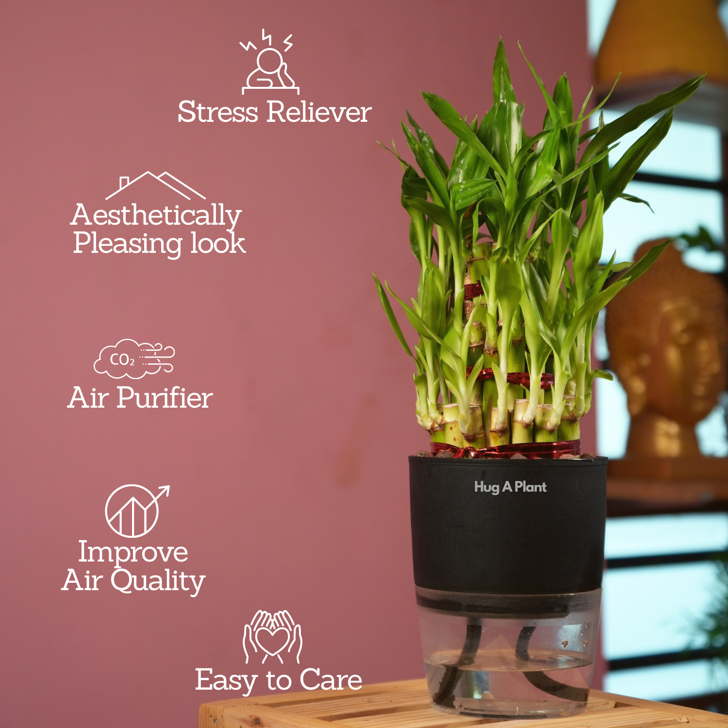 3 Layer Lucky Bamboo - Live Plant (With Self-Watering Pot & Plant)