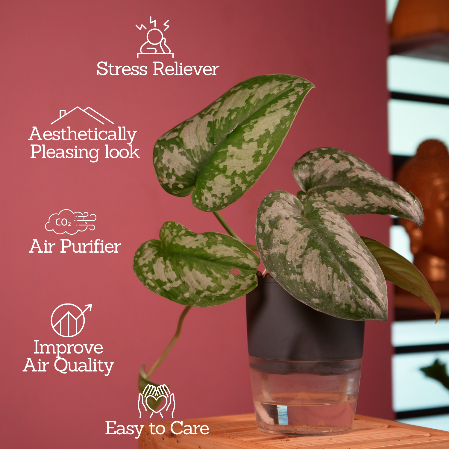 Silver Pictus / Silver Satin Pothos - Live Plant ( 4 Inch With Self-Watering Pot & Plant)