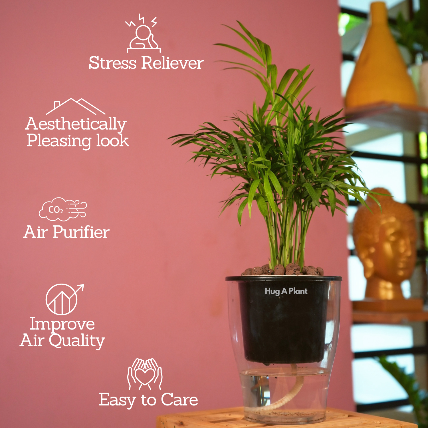 Chamaedorea Palm (Chamaedorea seifrizii) - Live Plant (With 5 Inch Self-Watering Pot & Plant)