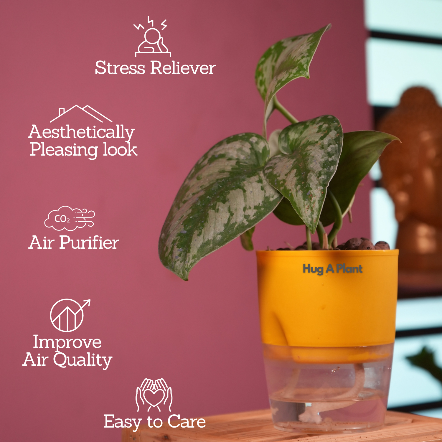 Silver Pictus / Silver Satin Pothos - Live Plant ( 4 Inch With Self-Watering Pot & Plant)