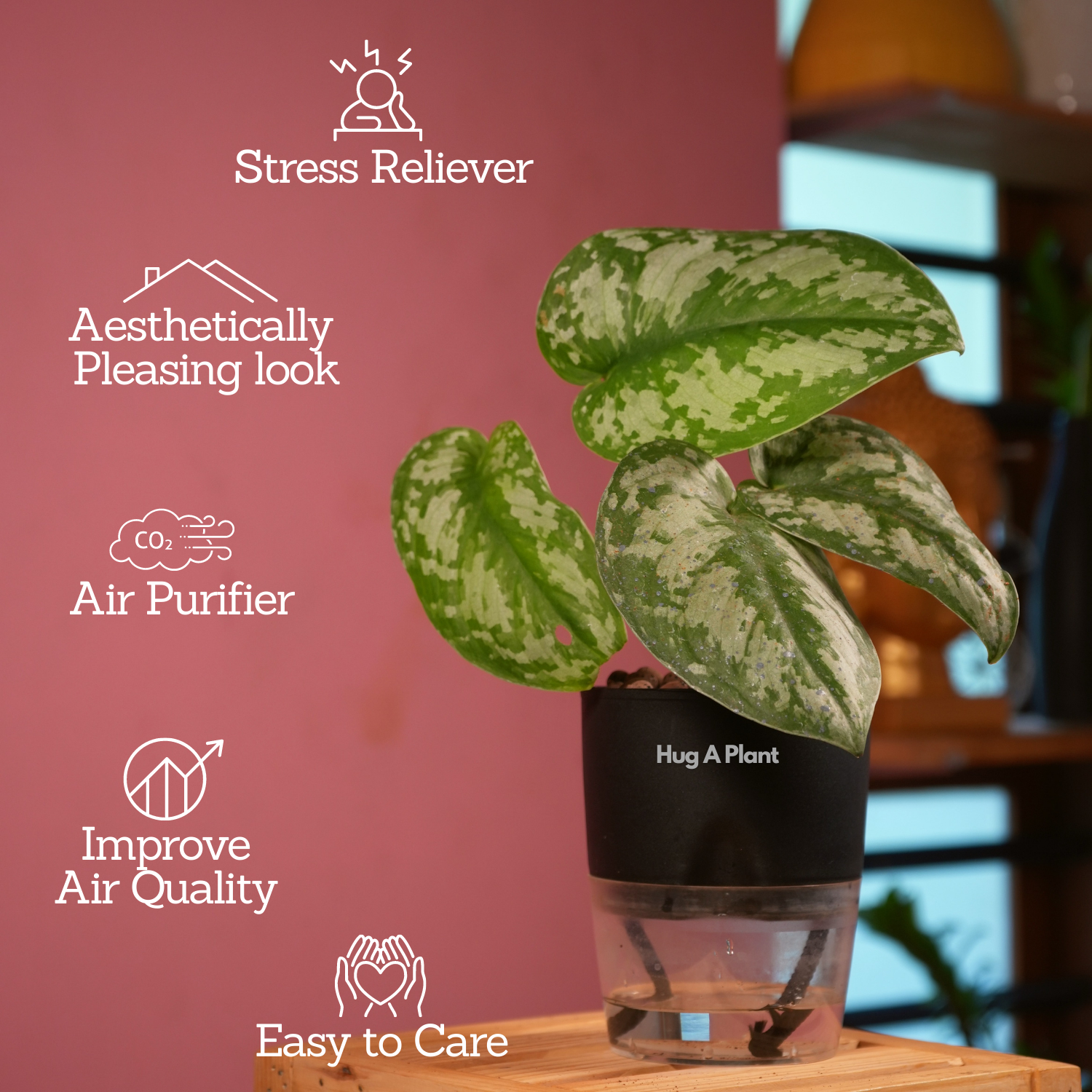 Silver Pictus / Silver Satin Pothos - Live Plant ( 4 Inch With Self-Watering Pot & Plant)