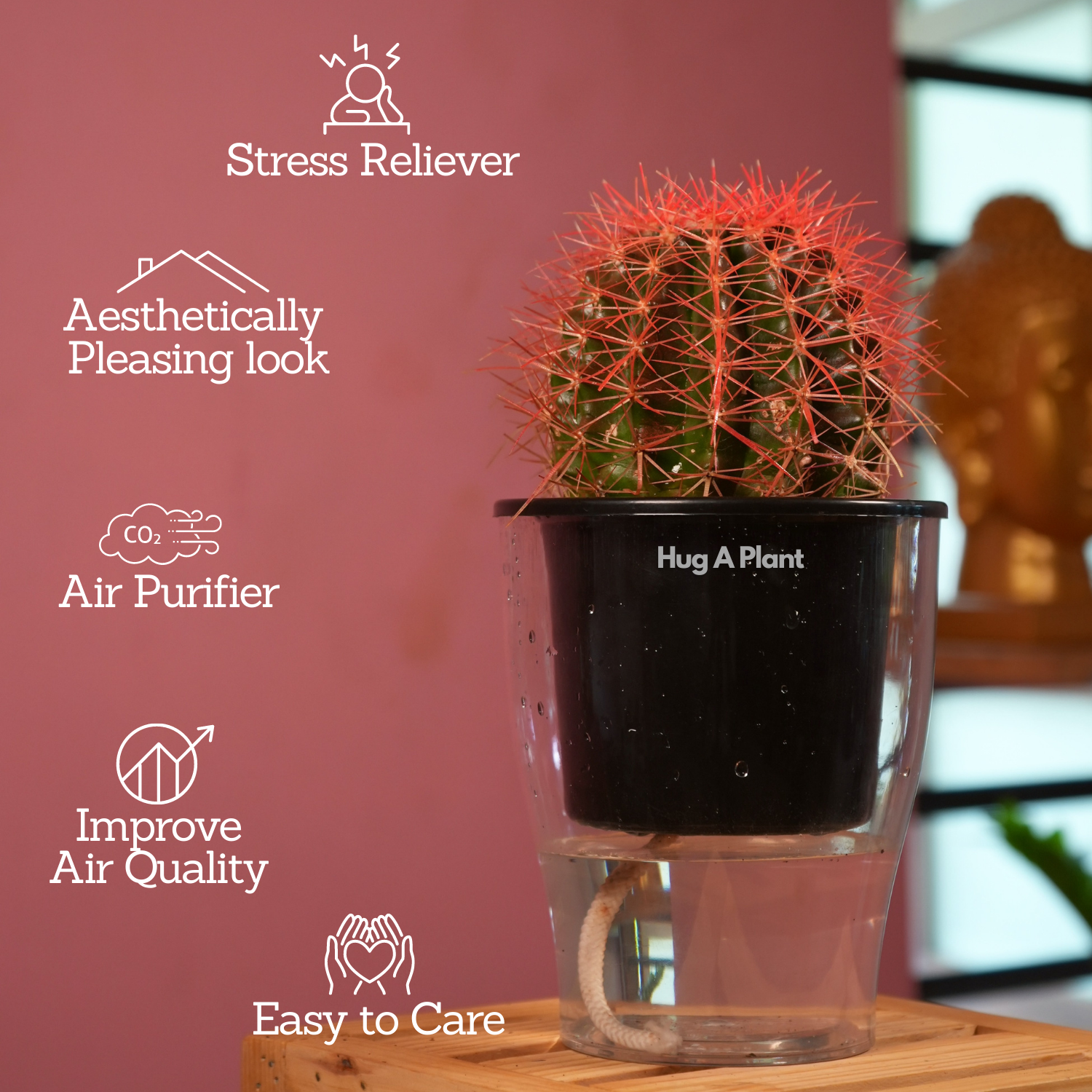 Ball Cactus Red (echinocactus grusonii) - Live Plant (With 5 Inch Self-Watering Pot & Plant)