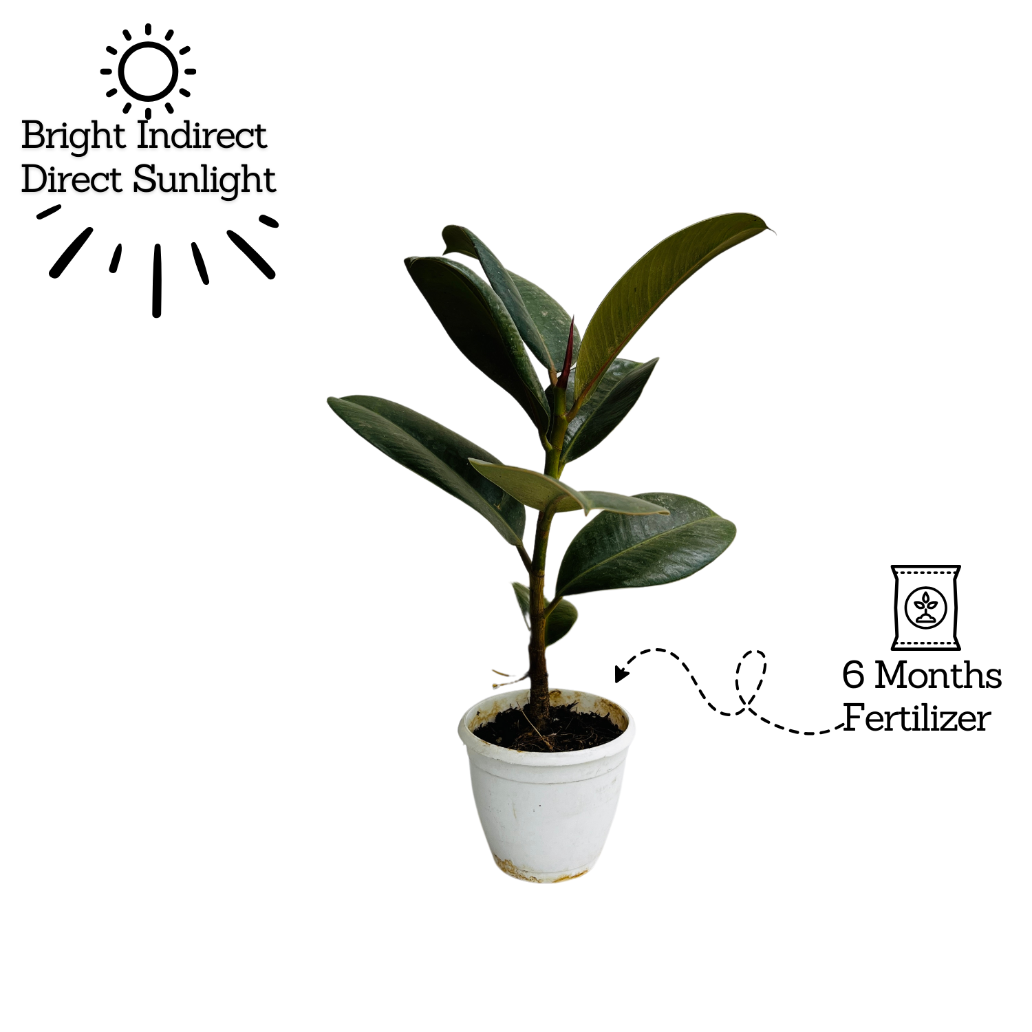 Green Rubber Plant, Ficus elastica - Live Plant  (Home & Garden)