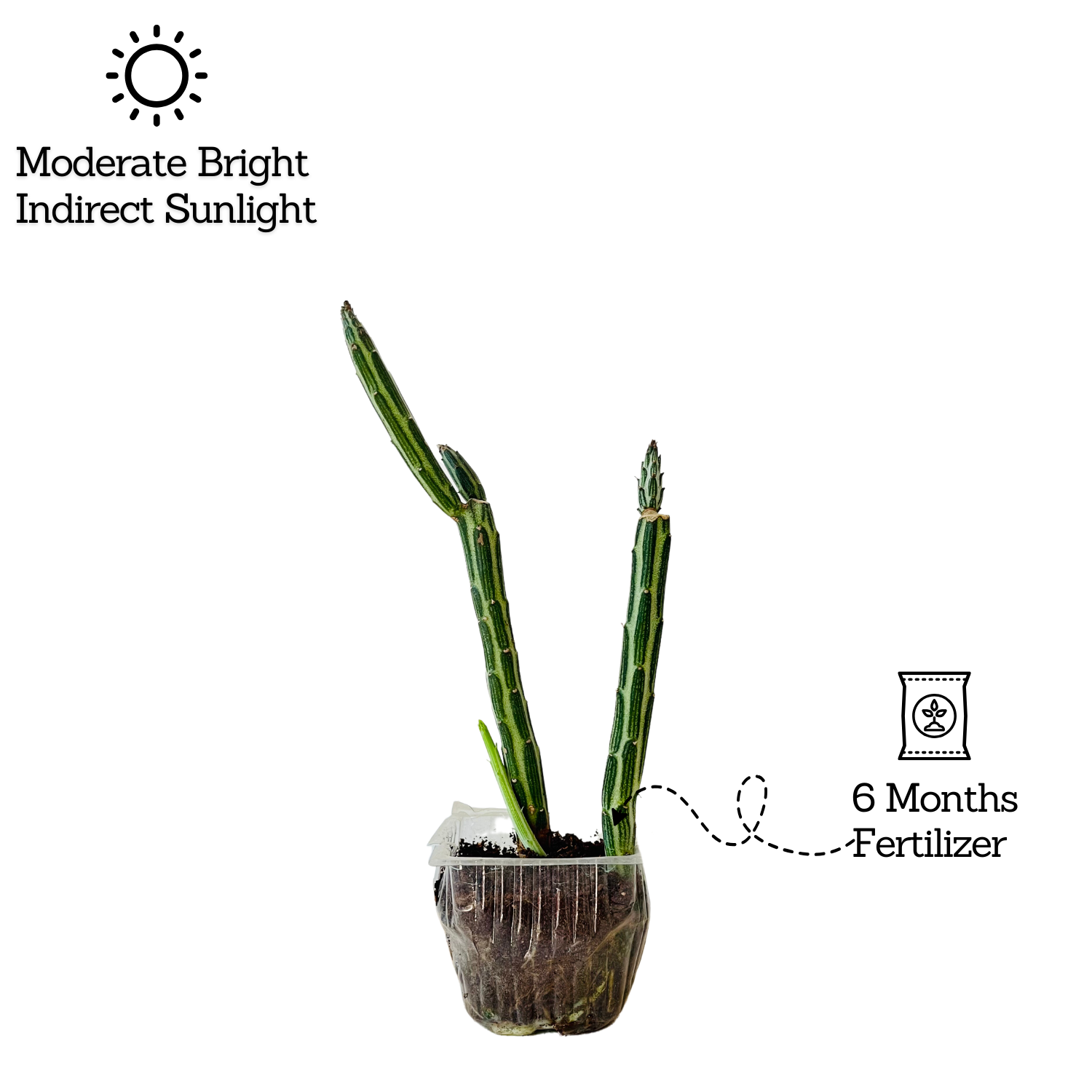 Pencil Cactus / Senecio stapeliiformis/Kleinia stapeliiformis Succulent Live Plant