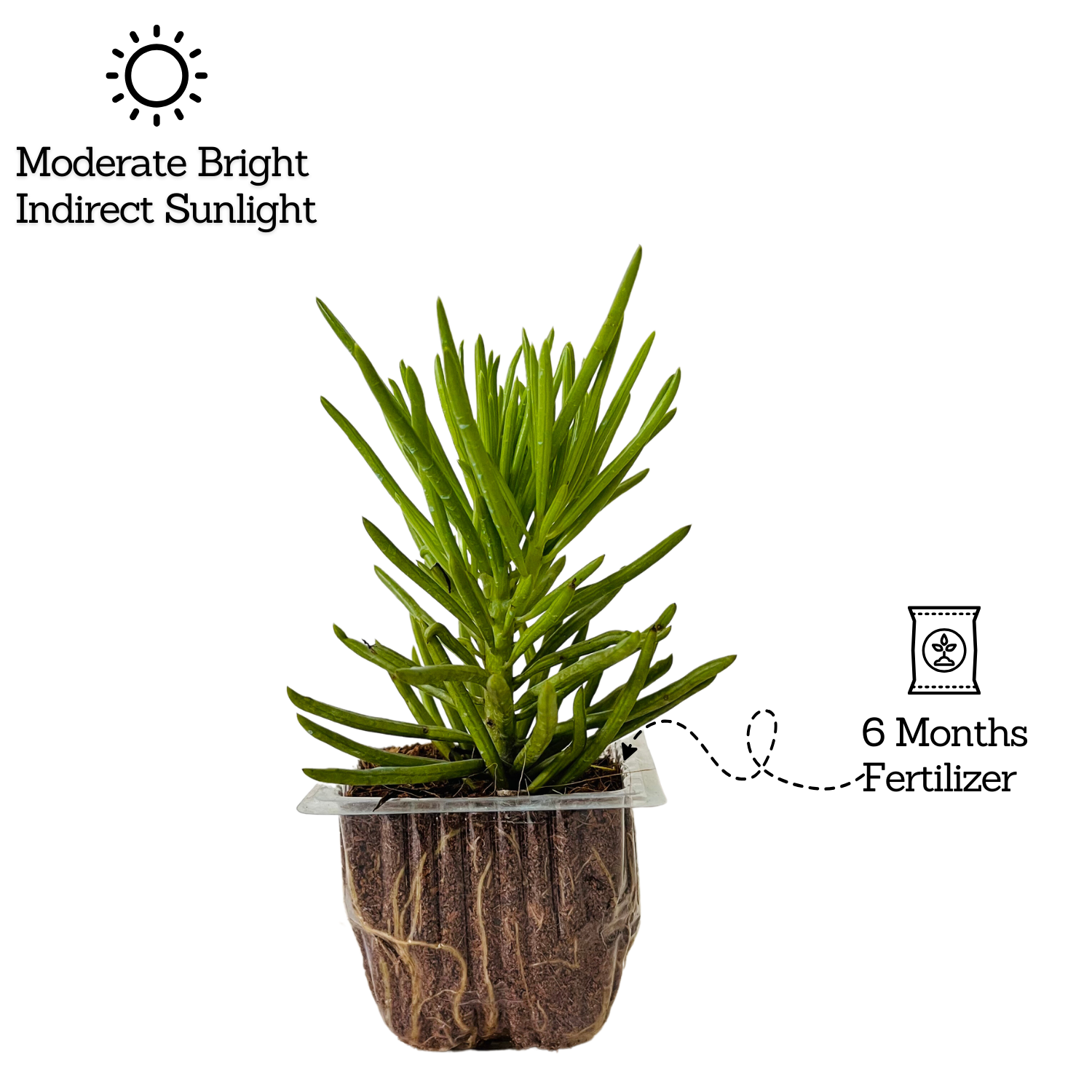 Senecio Barbertonicus Plant Succulent Live Plant