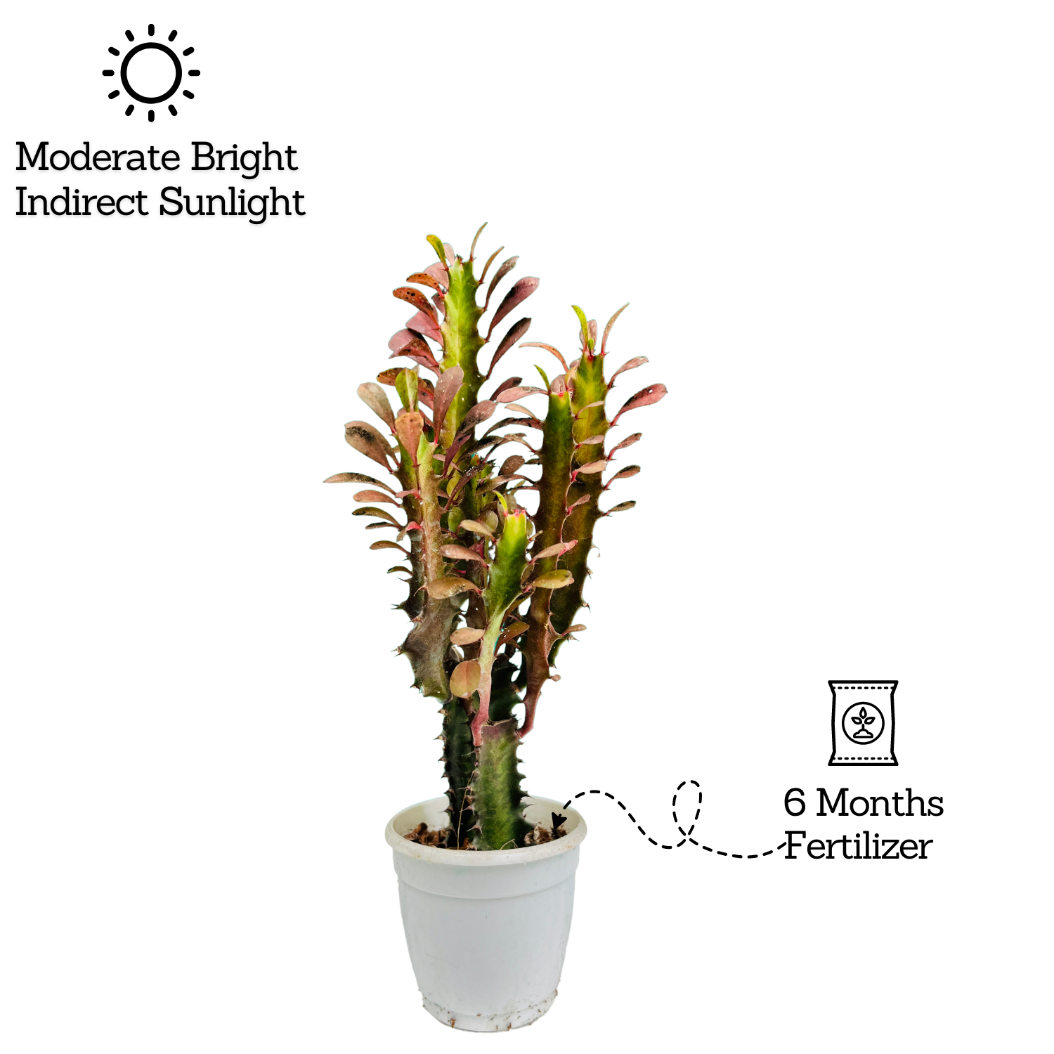 Euphorbia Trigona Red- Live Plant (Home & Garden)