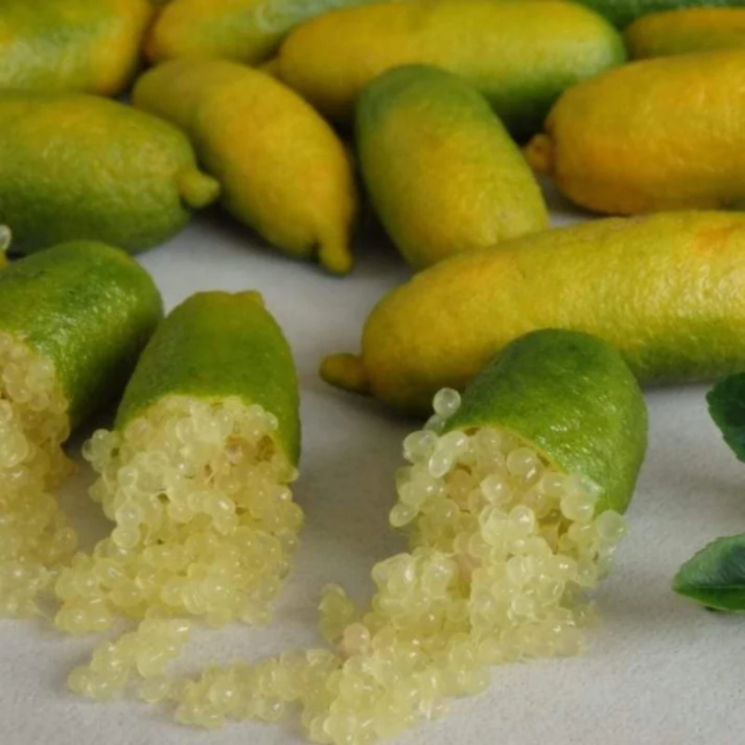 Finger Lime (Citrus australasica) Fruit Plant (Home & Garden Plants)