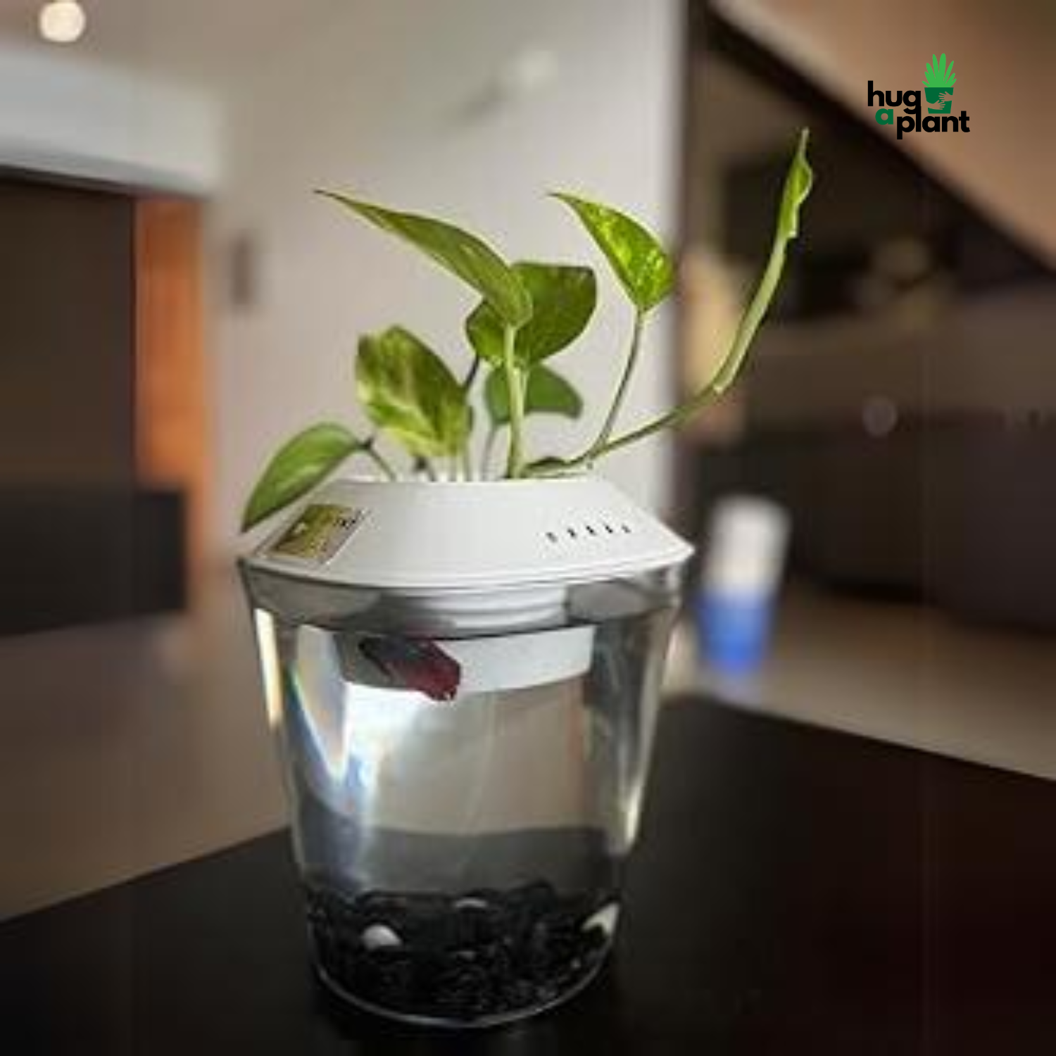 Hug A Plant | White Colour Beta Pot  for Aquarium(2.5 ltr)