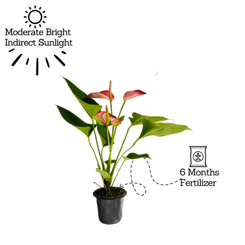 Anthurium Livium Red | Candy Cane | Flamingo Flower Flowering/Ornamental Live Plant (Home & Garden)