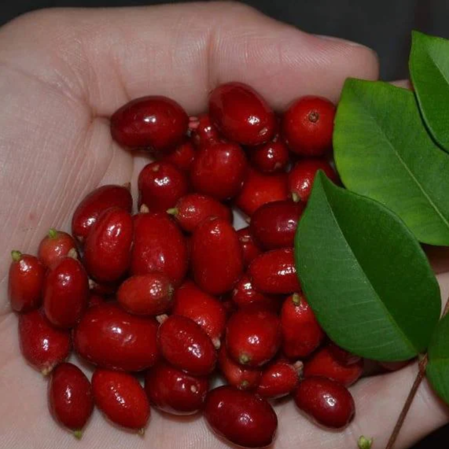 Mystery Fruit (Syzygium sp) Seedling Fruit Plant (Home & Garden Plants)