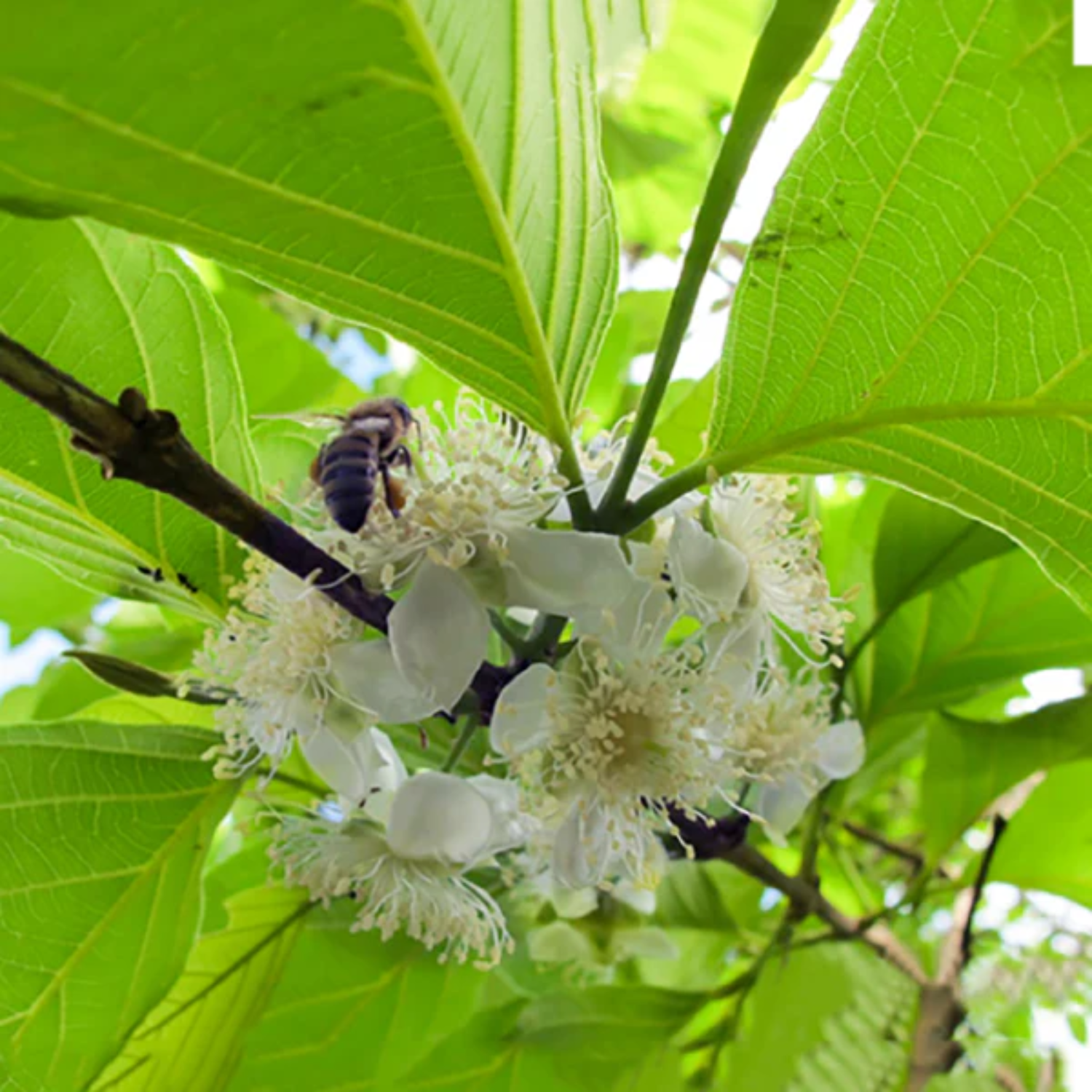 Pallilo Fruit (Campomanesia Lineatifolia) Seedling Fruit Plant (Home & Garden Plants)