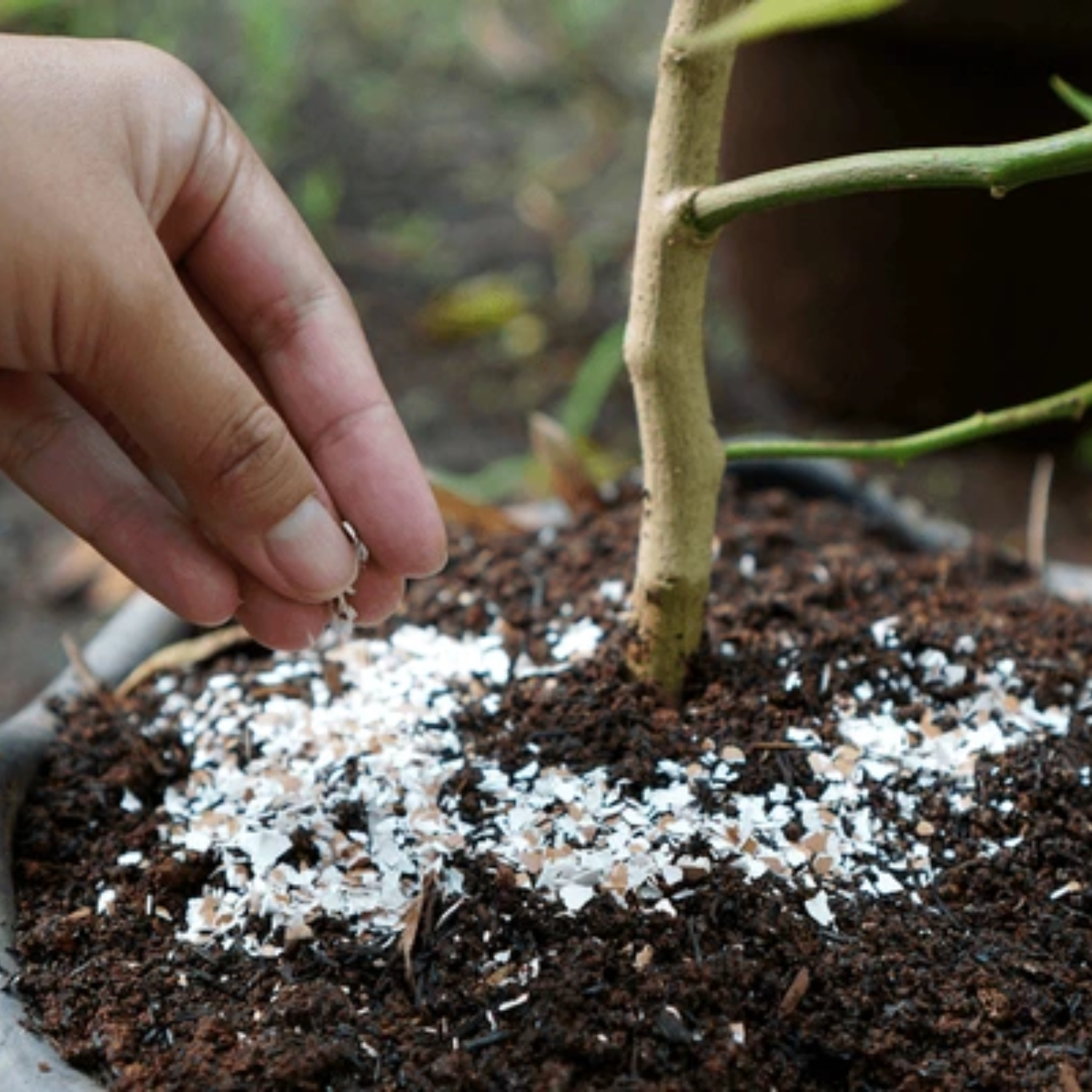 Hug A Plant Eggshell (Muttathodu) Powder Flakes Small Size Chips For Plants