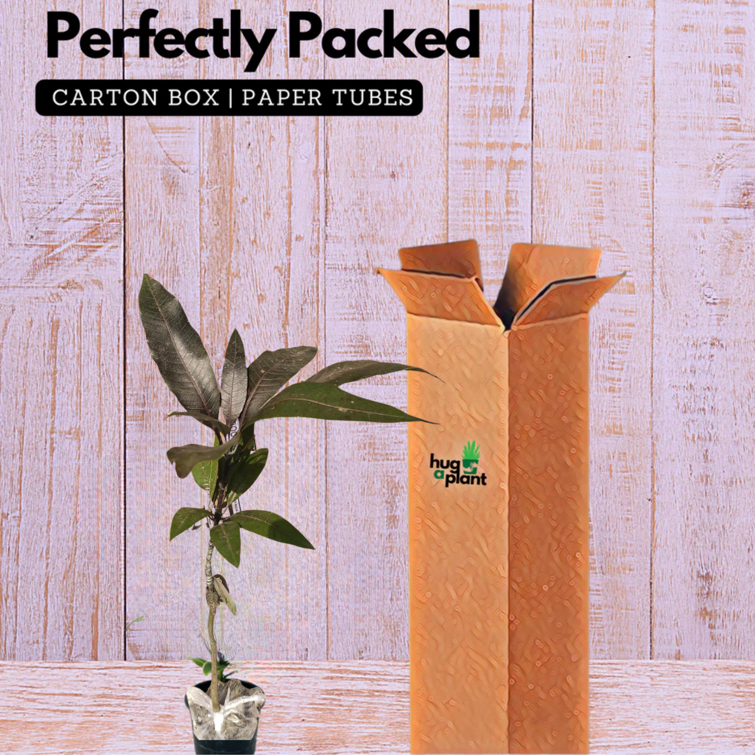 Black Kasthuri Mango Grafted (Mangifera casturi) Fruit Live Plant (Home & Garden)