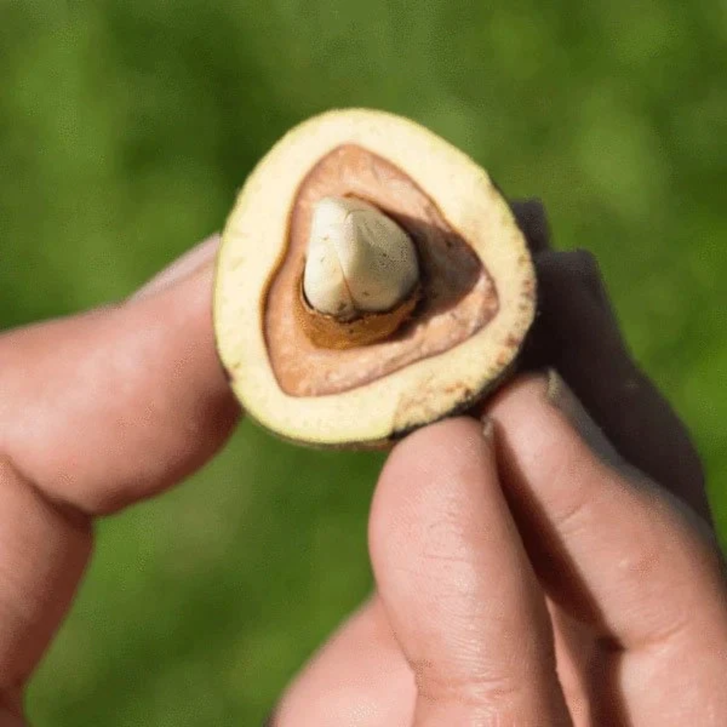 Cut Nut Fruit (Barringtonia Edulis) Seedling Fruit Plant (Home & Garden Plants)