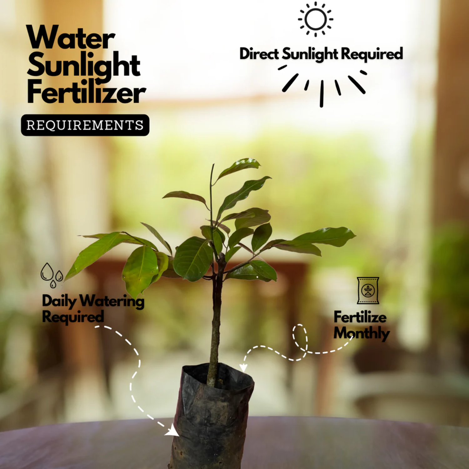 Grafted Nutmeg / Jaathi( Myristica fragrans ) Fruit/Medicinal Live Plant (Home & Garden)