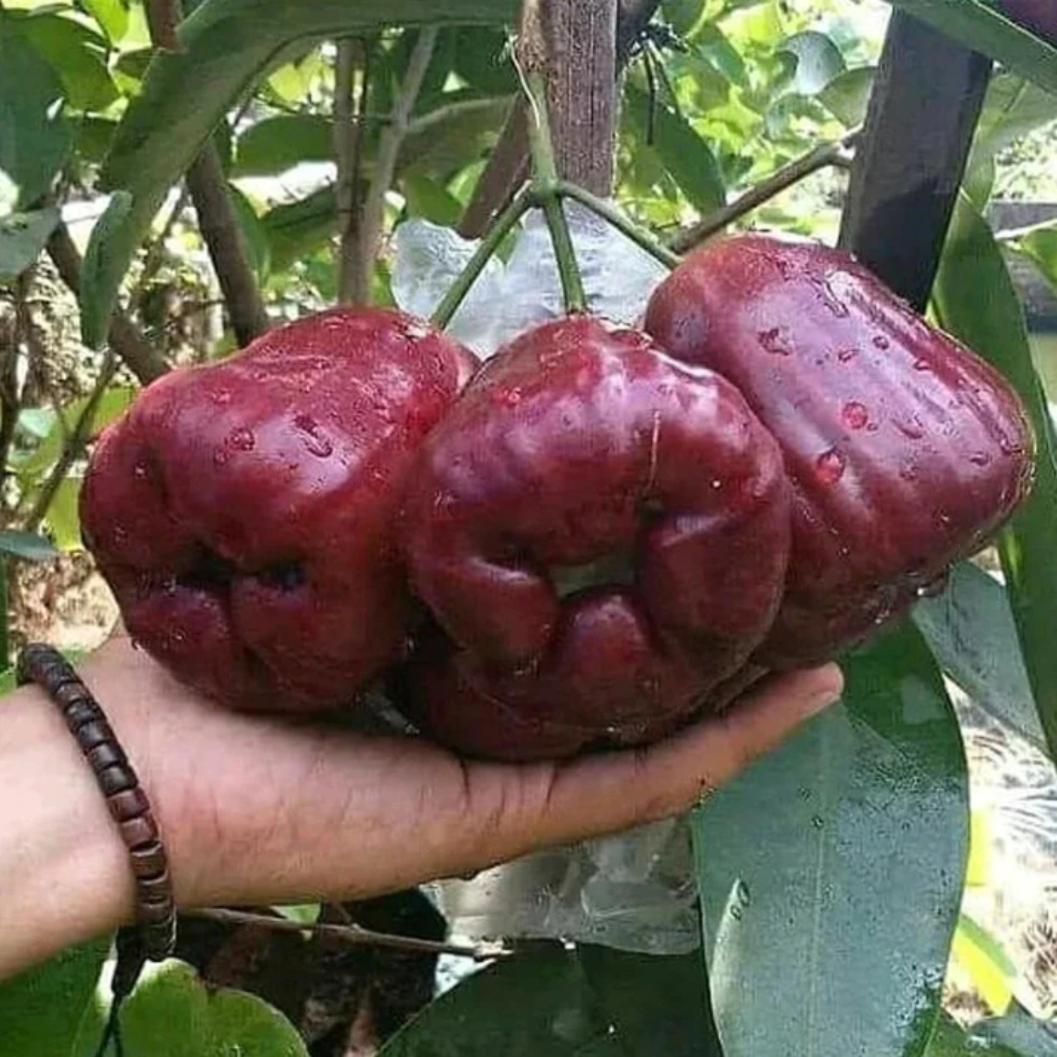 Dalhari Chamba (Syzygium Samarangense) Fruit Plant (Home & Garden Plants)