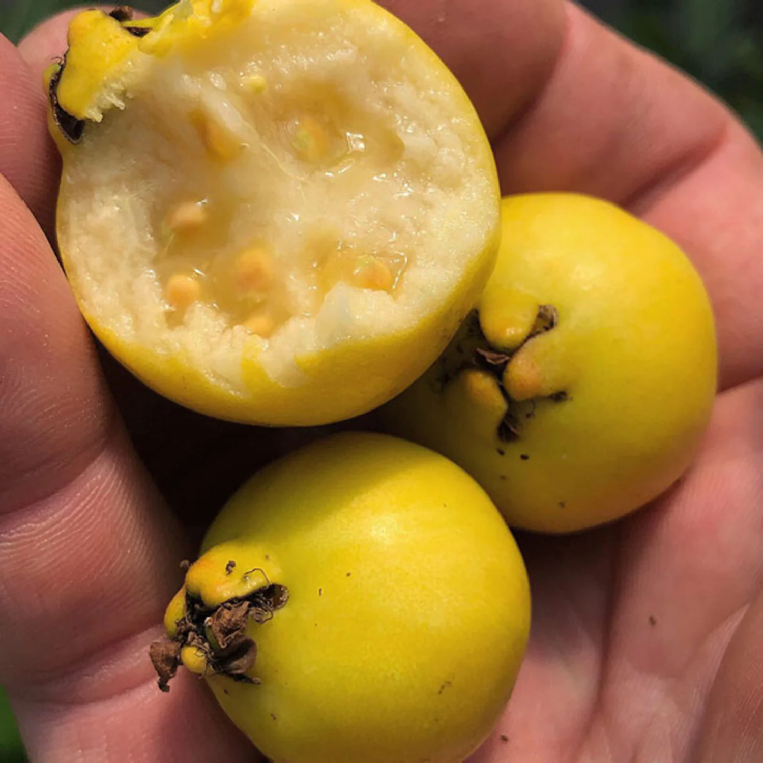 Yellow Strawberry Guava (Psidium Cattleianum) Seedling Fruit Plant (Home & Garden Plants)