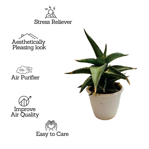 Sansevieria Ehrenbergii - Live Plant (Home & Garden)