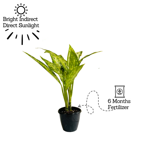 Dieffenbachia Star Bright - Live Plant (Home & Graden)