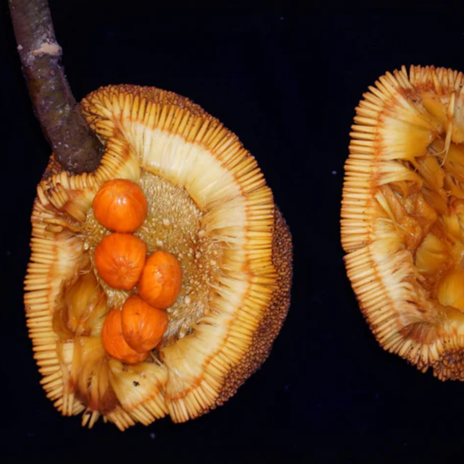 Mentawa Fruit (Artocarpus Anisophyllus) Grafted Fruit Plant (Home & Garden Plants)