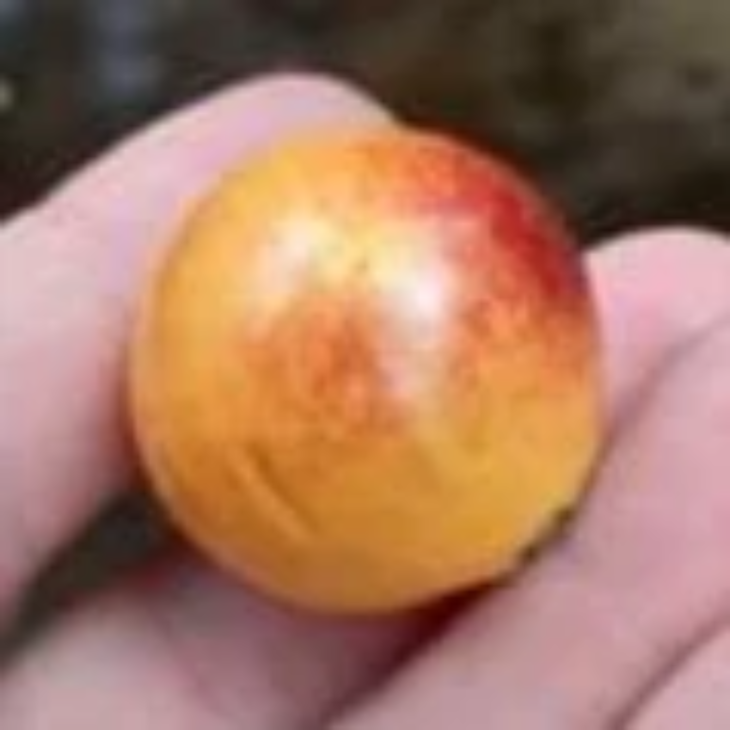 Durland's Pouteria Fruit (Pouteria durlandii) Seedling Fruit Plant (Home & Garden Plants)