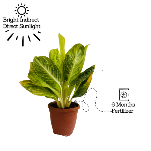 Aglaonema "Rayon Gold" - Live Plant (Home & Garden)