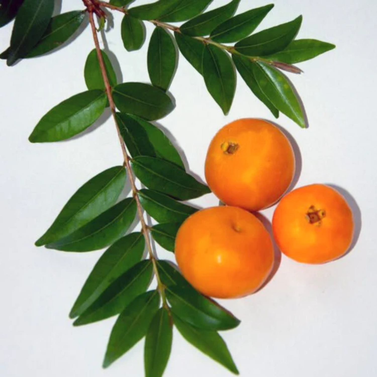 Uvaia Fruit (Eugenia pyriformis) Fruit Plant (Home & Garden Plants)