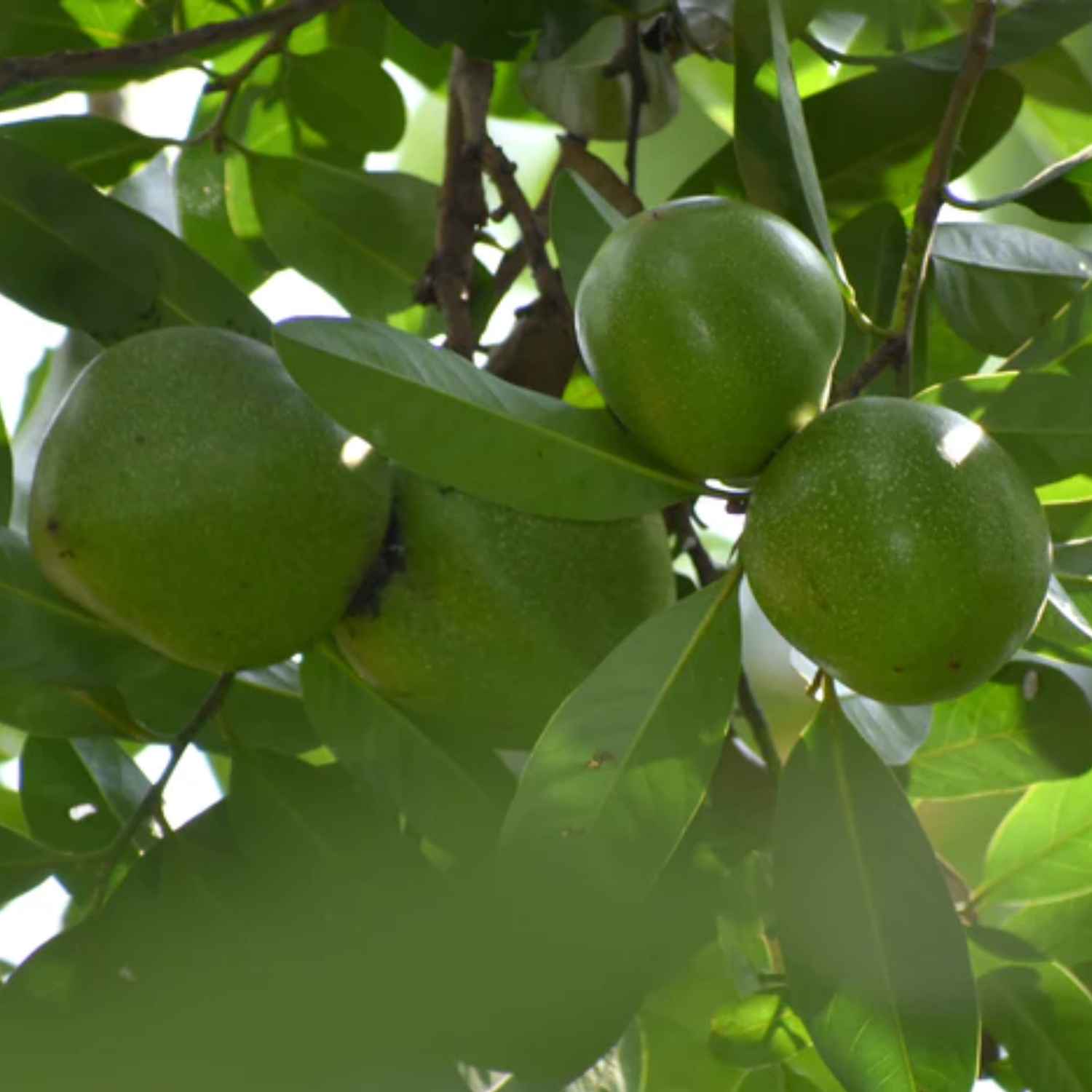 Black Sapote (Diospyros Nigra) Fruit Plant (Home & Garden Plants)