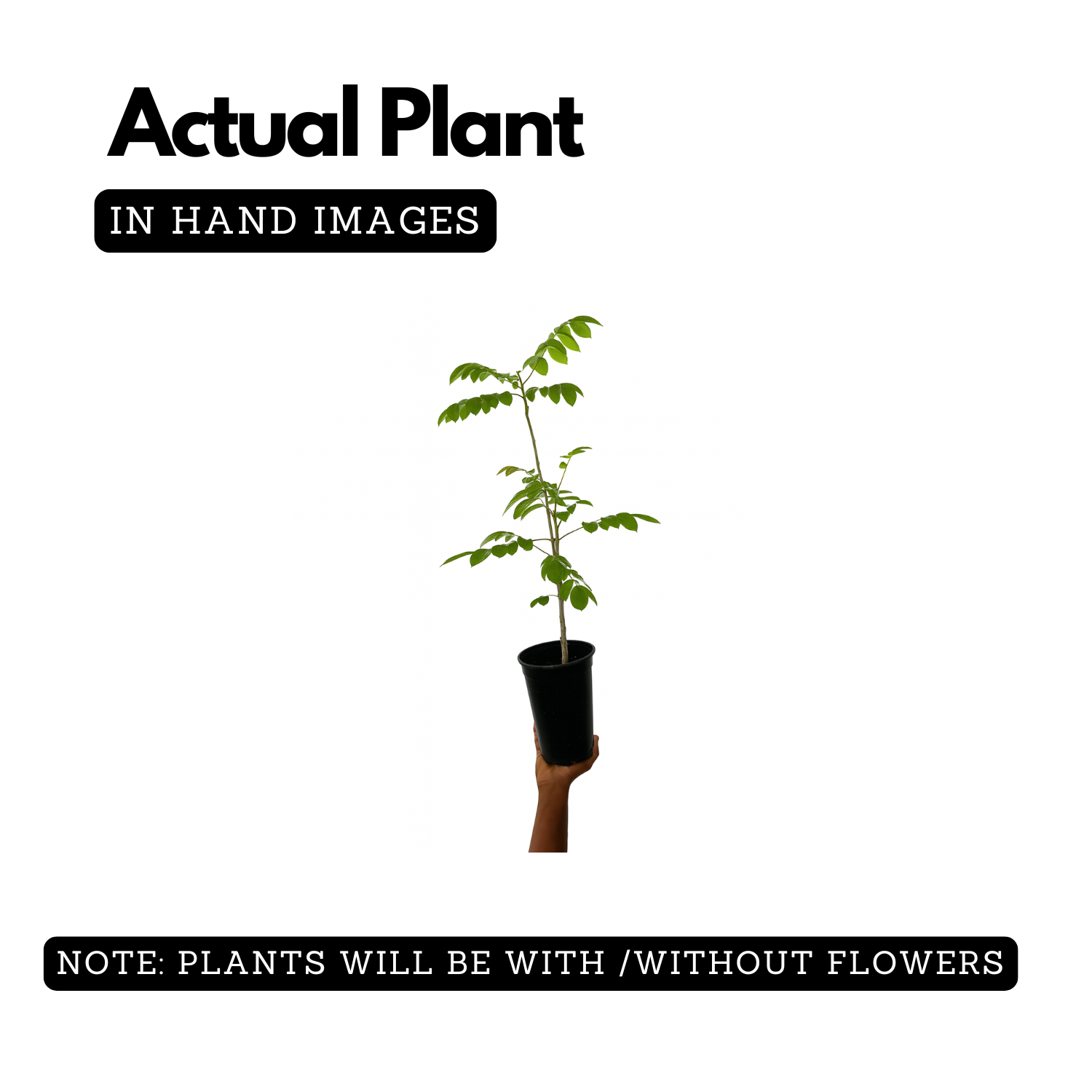 Spathodea |Spathodea campanulata (Avenue Tree)Live Plant (Home & Garden)