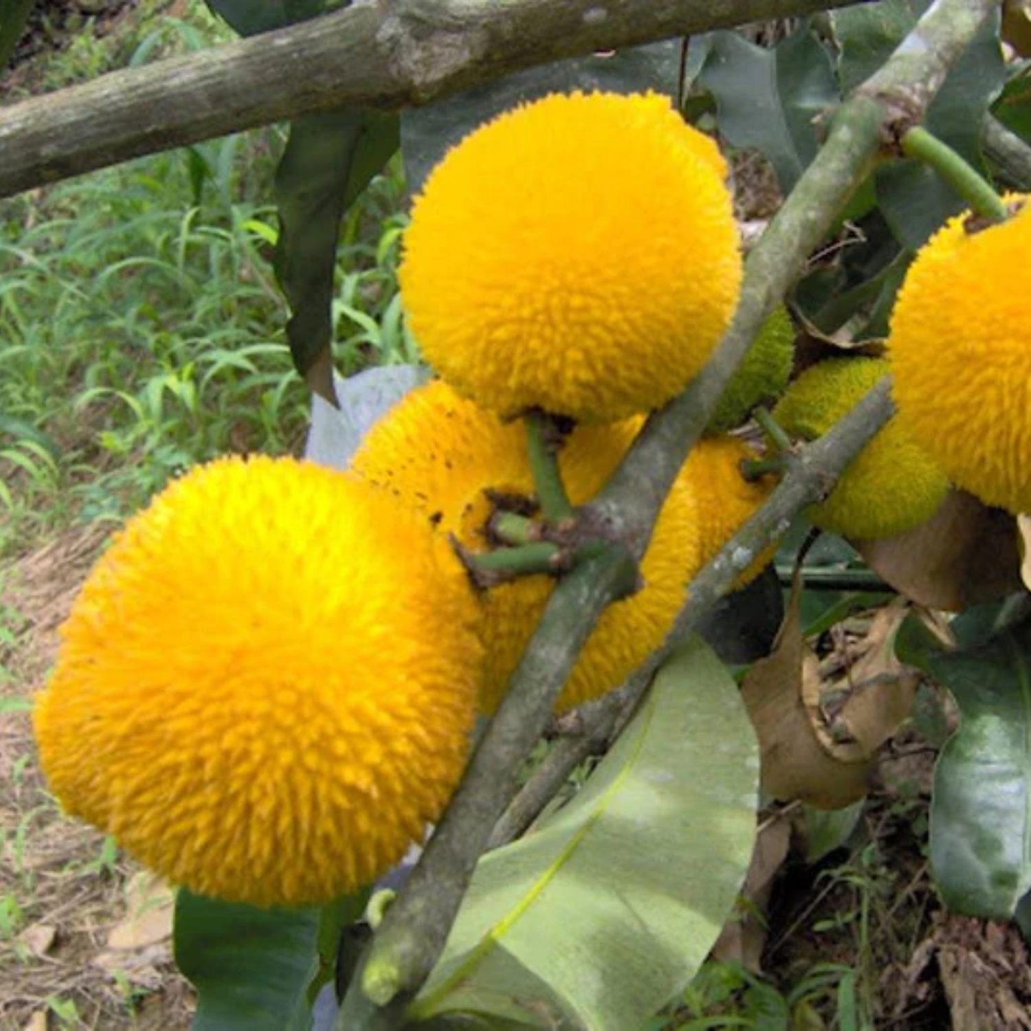 Madrono Fruit (Garcinia Madruno) Seedling Fruit Plant (Home & Garden Plants)