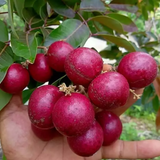 Ruby Longan (Dimocarpus longan) Grafted Fruit Plant (Home & Garden Plants)