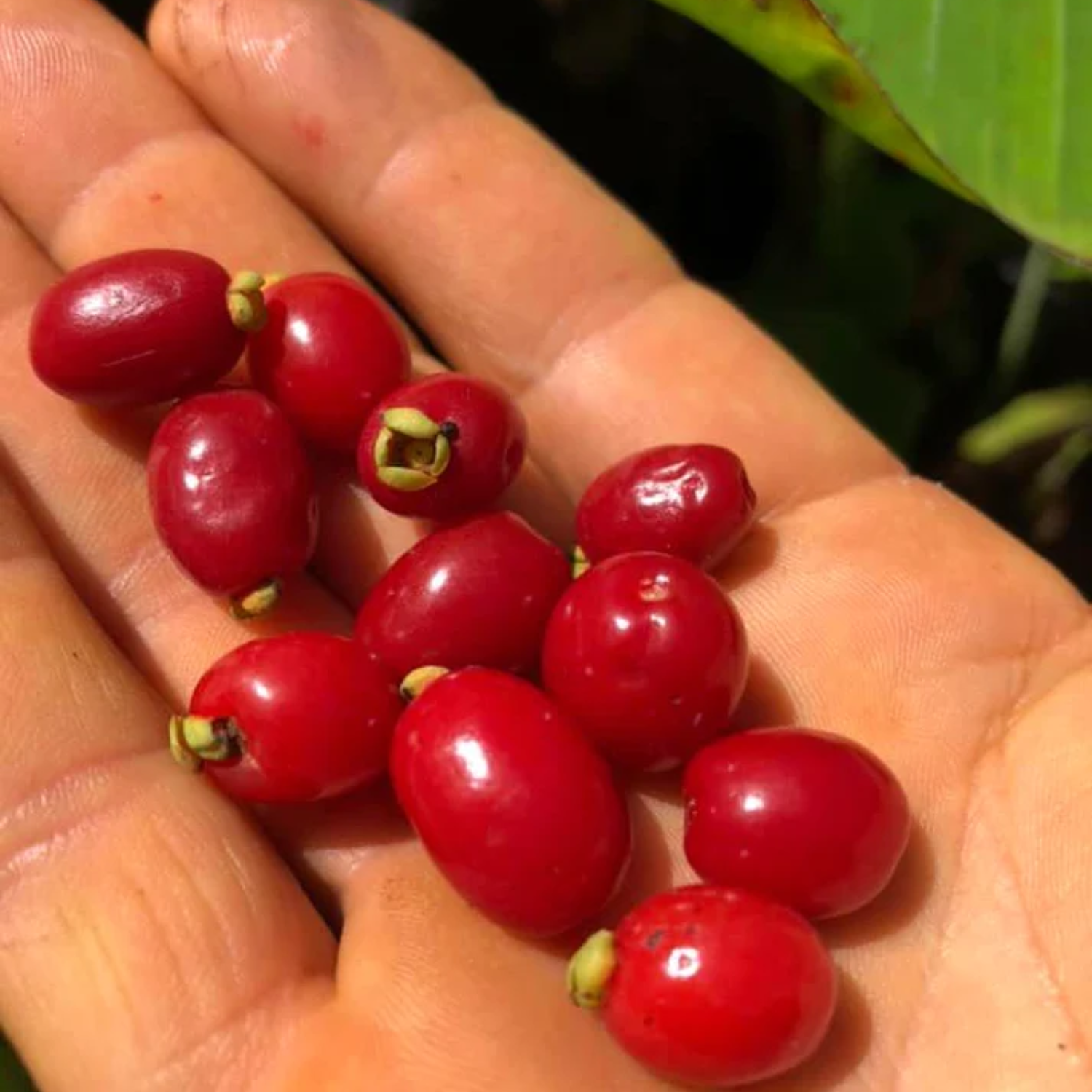 Pitanga de Perdiz Fruit (Eugenia Observa) Seedling Fruit Plant (Home & Garden Plants)