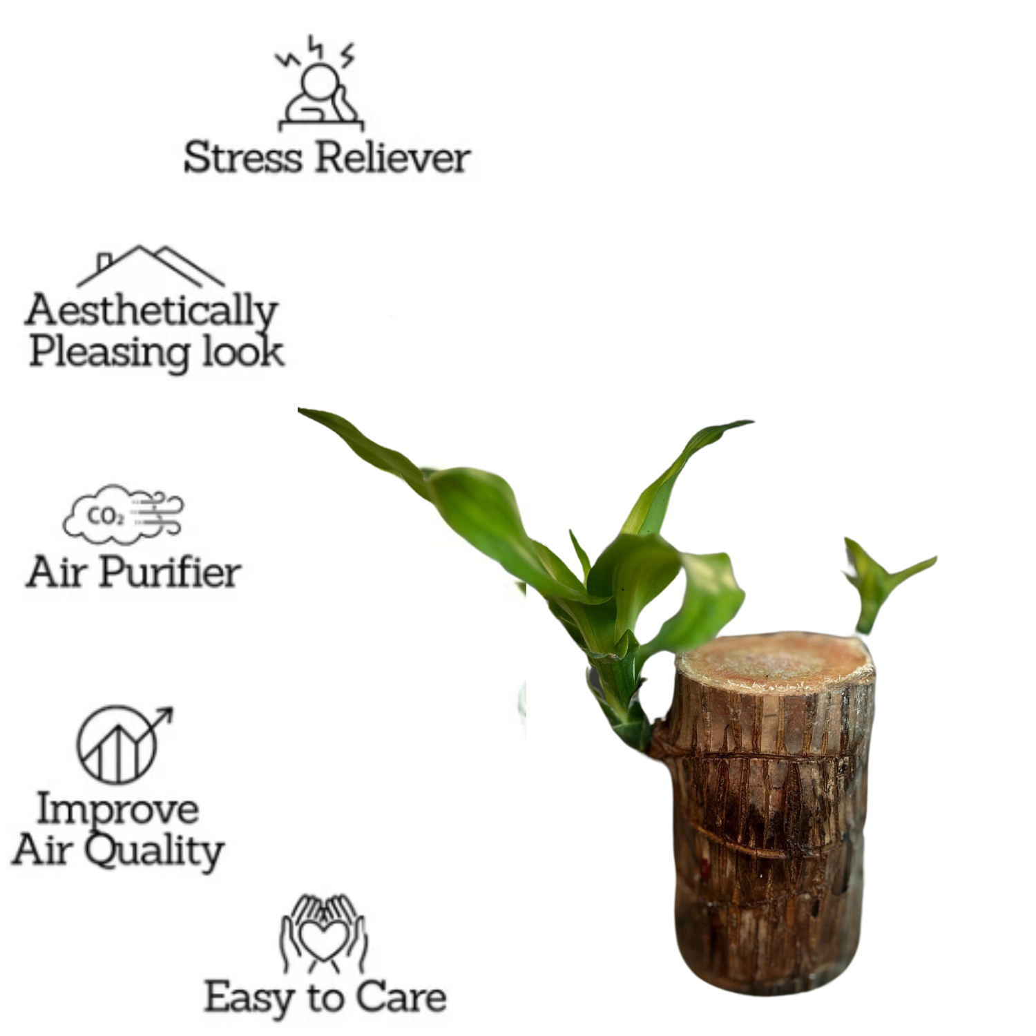 Dracaena wood Rooted Plant Stem - Live Plant (Home & Garden)