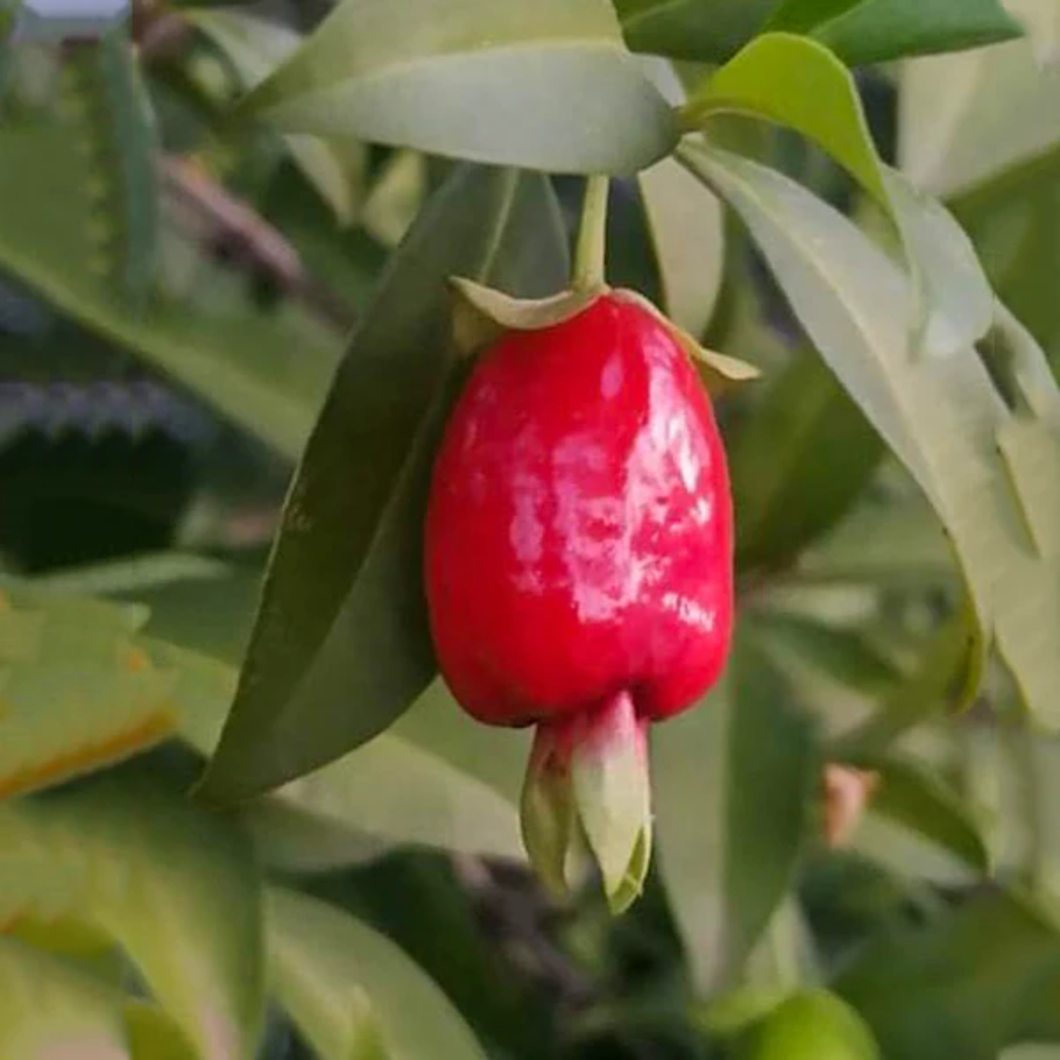 Cherry of De Rio Grande fruit (Eugenia Involucrata) Seedling Fruit Plant (Home & Garden Plants)